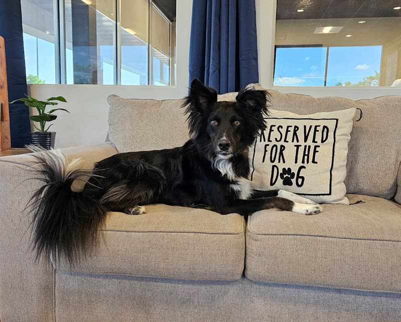 A long-coated black-and-white dog settled calmly on a sofa at home, cropped tight to the dog, away from the embroidered cushion lettering