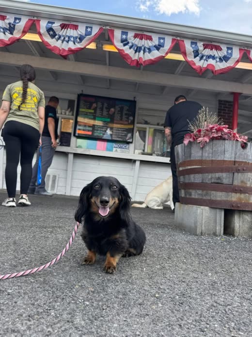 A long-haired dachshund sits on leash outside a shopfront during public-access training